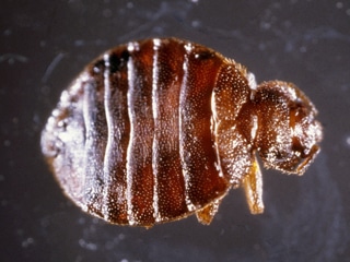 MRSA and Bedbugs