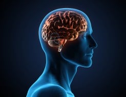 The Brain and Itch: Why It Feels So Good to Scratch