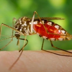 When to seek help for your bug bite