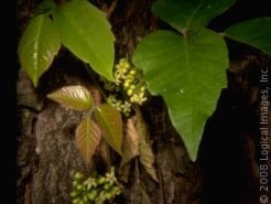 How long does it take for the poison ivy rash to develop?